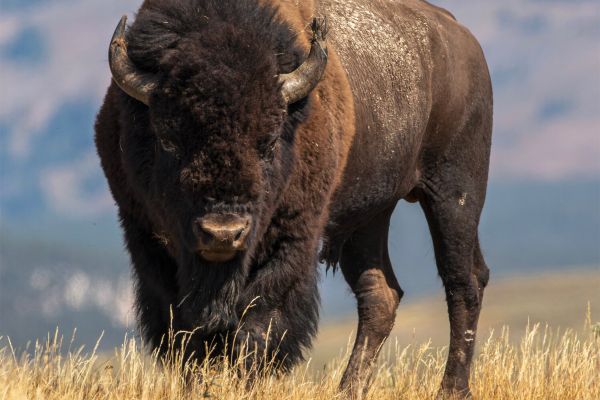 Biologists have discovered that all American bison are infected with livestock genes