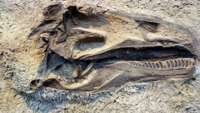 Bones of ancient reptiles can tell about the dangerous past of the Earth