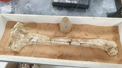 Bones of the oldest 3 meter bird found in Australia