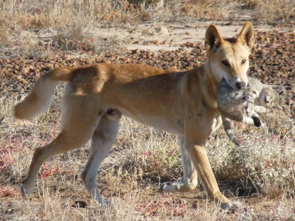 Cats vs dogs scientists have found out if dingoes can solve the problem of invasive predators in Australia 1