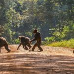 Chimpanzees were able to walk in step 1