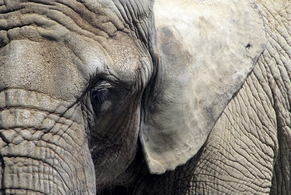Elephants hold the record for the number of neurons that control the face