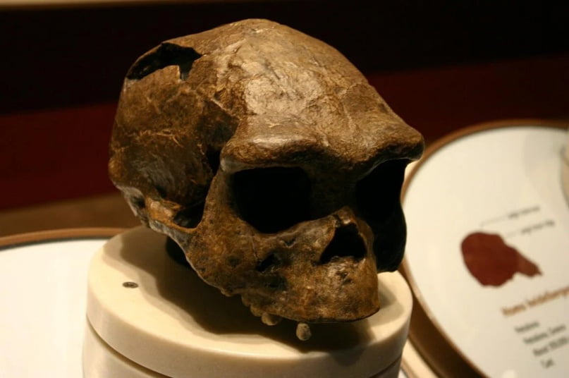 Extraterrestrial DNA found in the bones of the worlds oldest human ancestor 1