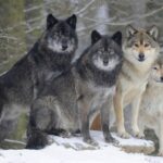 Fifty shades of gray wolf how a virus and sexual selection changed the color of a predator 1