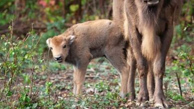 For the first time in millennia a wild bison was born in the UK