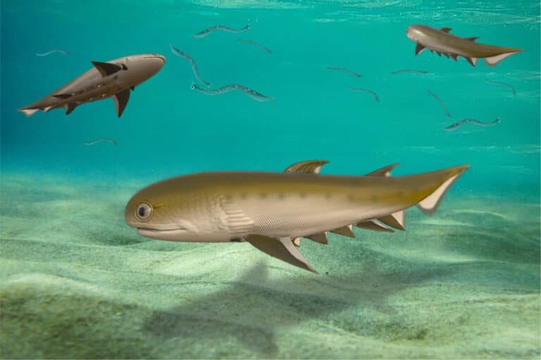 Fossil shark from China may be the oldest human jawed ancestor 2