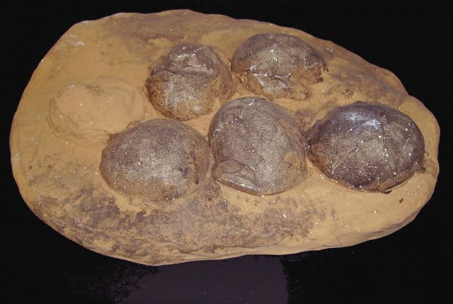 Fossilized 80 million year old dinosaur eggs found in eastern China