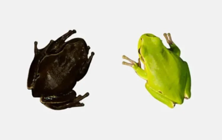 Frogs turned black in Chernobyl