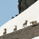 Global warming pitted goats and rams 1