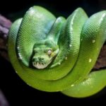 How pythons swallow people and large animals 1