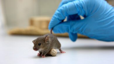 In the US they created a variant of COVID with a mortality rate in mice of 80
