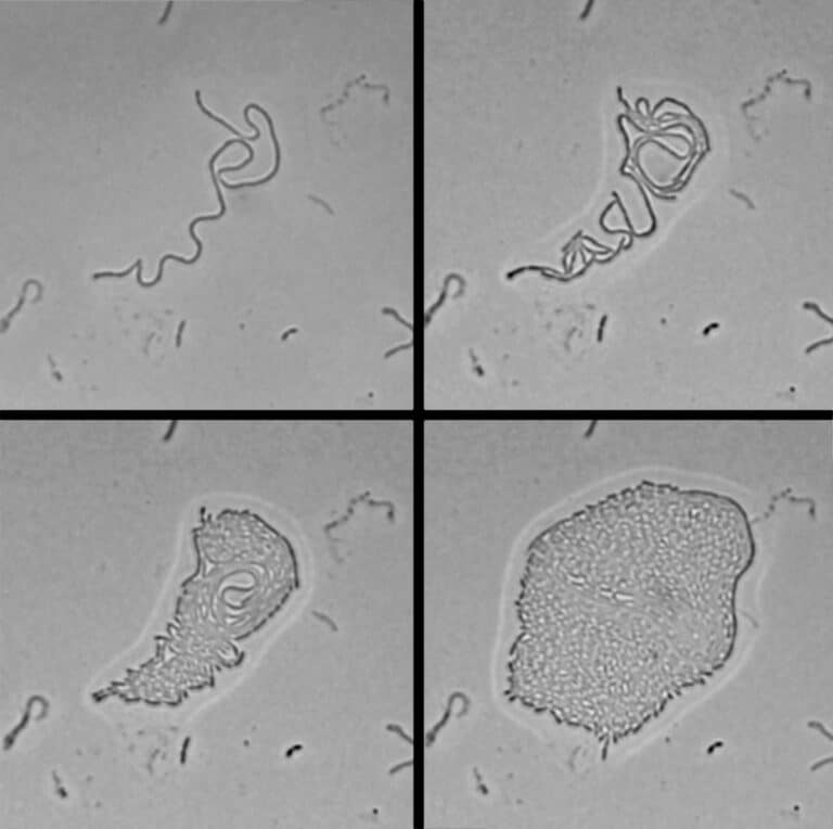 Japanese biologists have found partially multicellular bacteria 2