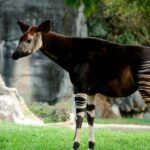 Legendary mythical monsters that turned out to be real Okapi