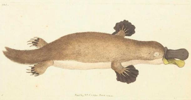 Legendary mythical monsters that turned out to be real Platypus