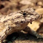 Lizards poison themselves to survive 1