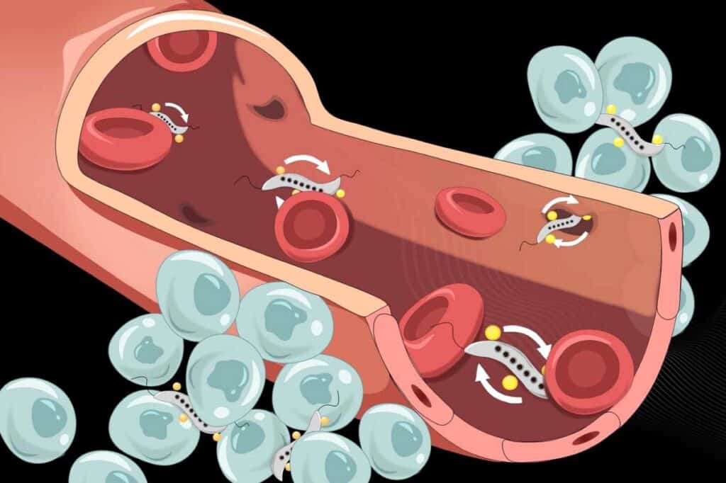 Magnetic bacteria help fight tumors