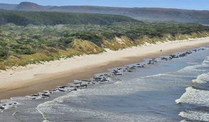 More than 400 whales have died on the islands of New Zealand 1