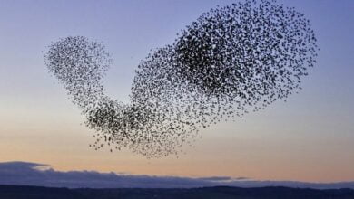 Mystery of murmuring How does the dance of a thousand birds arise and what does drones have to do with it
