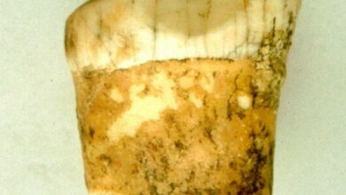 Neanderthals turned out to be top predators