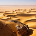 Norwegian startup turns dry deserts into fertile soil in seven hours 1