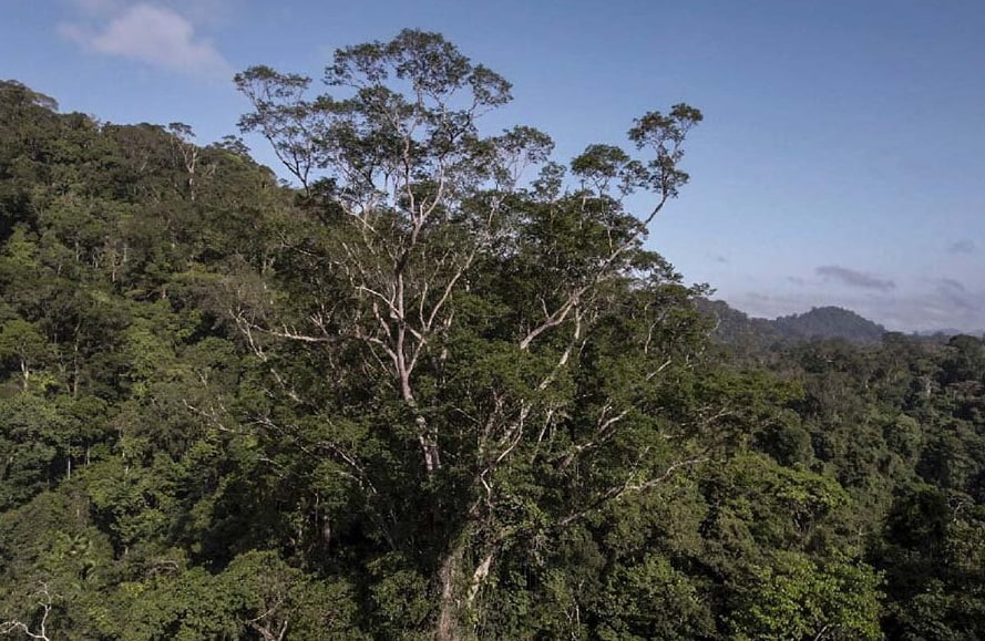 Researchers reach the tallest tree in the Amazon