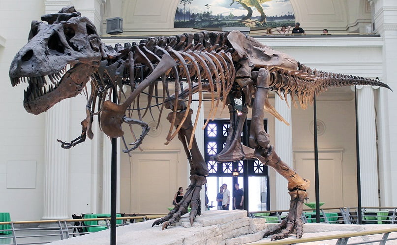 Scientists cant explain why Tyrannosaurus Rex has holes in its jaw