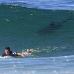 Scientists have figured out how surfers help save sharks