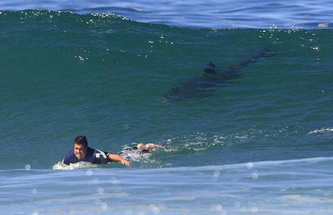 Scientists have figured out how surfers help save sharks