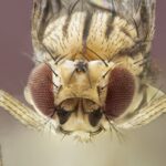 Scientists have figured out why fruit flies do not fall asleep in a stressful situation It will help fight insomnia in people