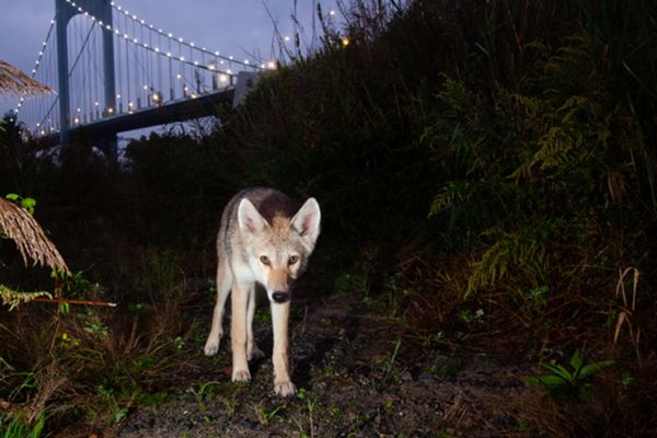 Scientists have found that New York coyotes eat bananas rice and guinea fowl