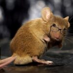 Scientists have fused human brain tissue with the brain of a rat 1
