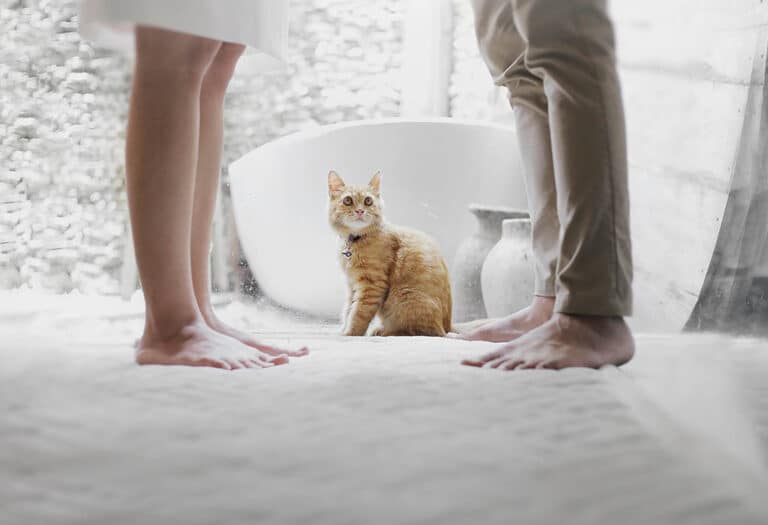 Scientists have tested whether cats understand human speech 2