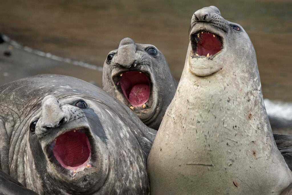Seals look like human babies 1