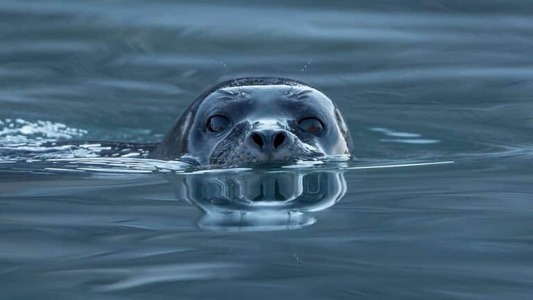 Seals look like human babies 2