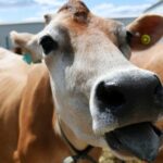 Swedish scientists propose cow mucus lubricant to protect against STDs