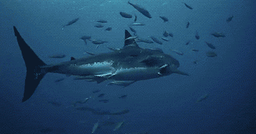 Tunas line up for scratching on sharks