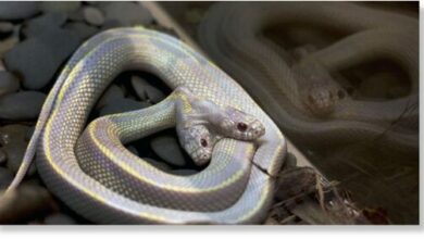 Two headed albino snake found in North Carolina