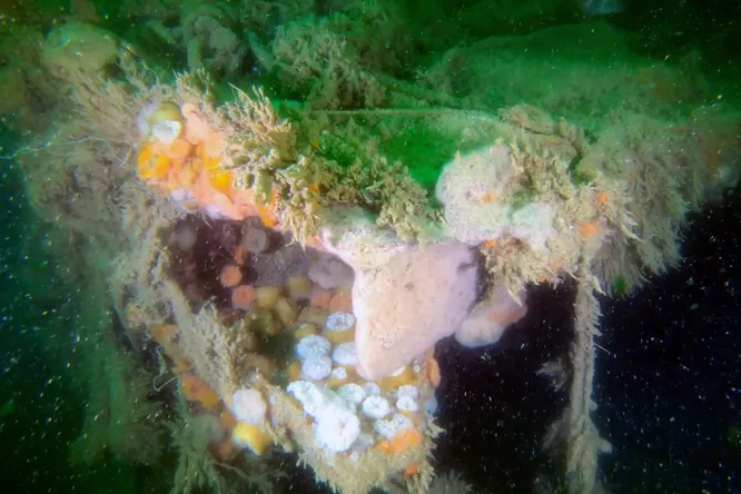 World War II shipwreck has been spewing toxic waste for 80 years changing the ecosystem