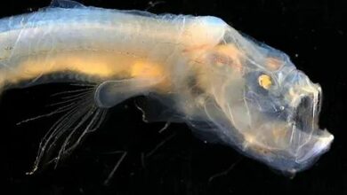 An unknown species of fish with scary glowing eyes was found in the marine parks of Australia