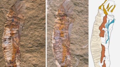 Ancient fossils reveal the evolution of the first skeletal animals