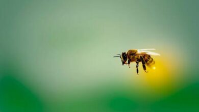Bees generate electricity and can change the weather
