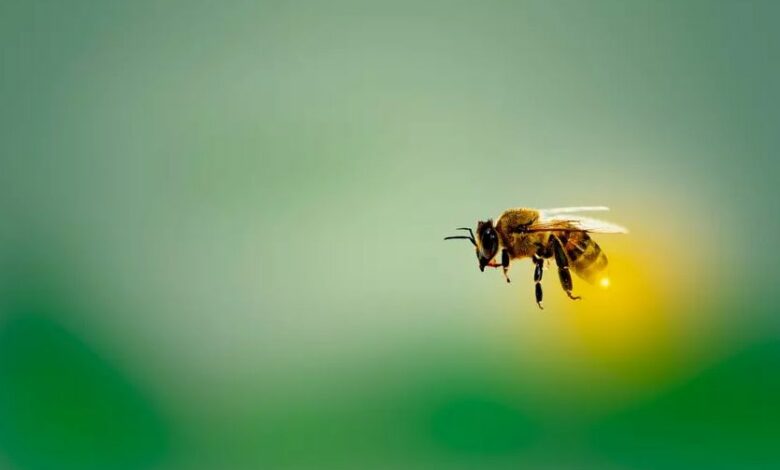 Bees generate electricity and can change the weather