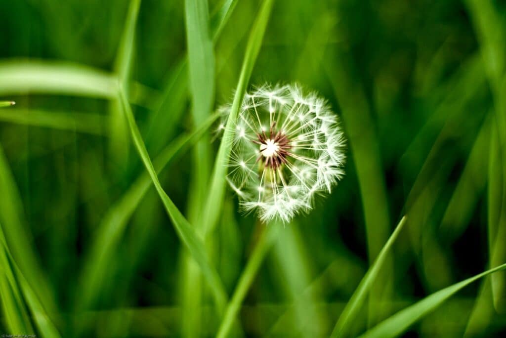 Biologists have discovered that dandelion seeds prefer different wind directions 1
