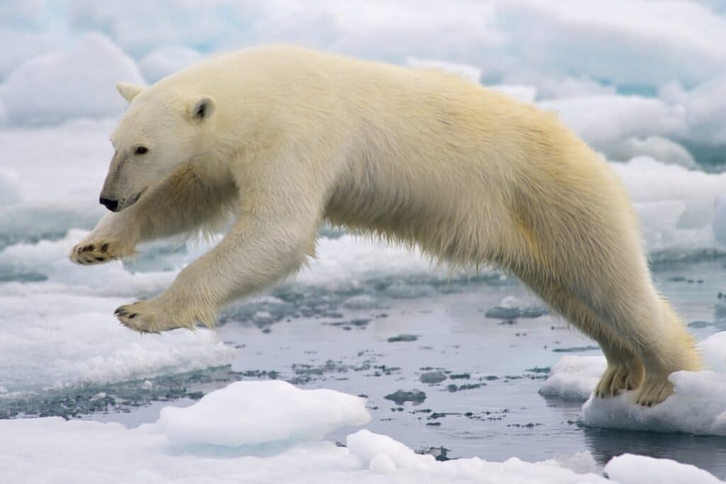 Biologists have discovered why polar bears do not slip 1