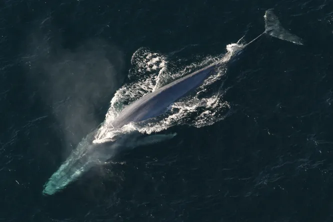 Blue whales eat about 10 million microplastics a day 1