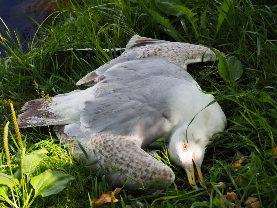 British birds suffer from a strange disease that turns them into zombies 1