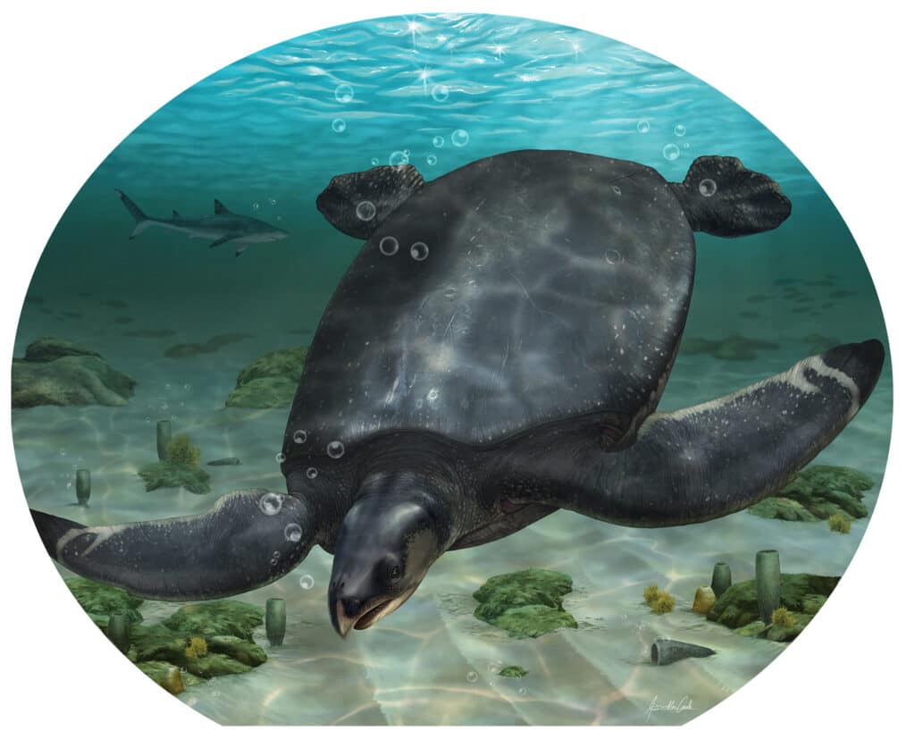 Europes largest fossil turtle found