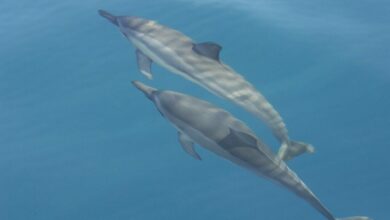 Feline Toxoplasma kills Hawaiian dolphins