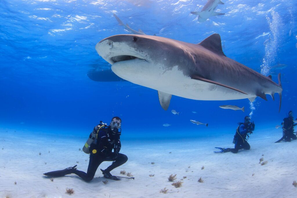 From frequent contact with people sharks become larger and meaner