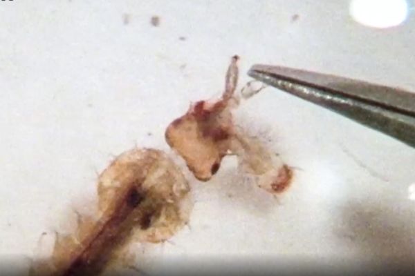 Harpoon head helps mosquito larvae kill competing species with lightning speed